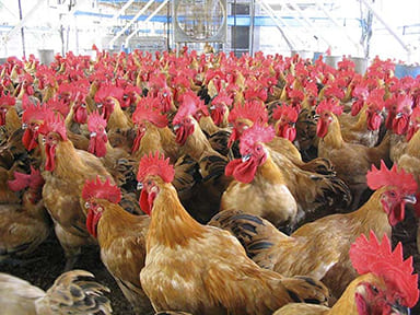 家禽營養添加劑,豐展生技